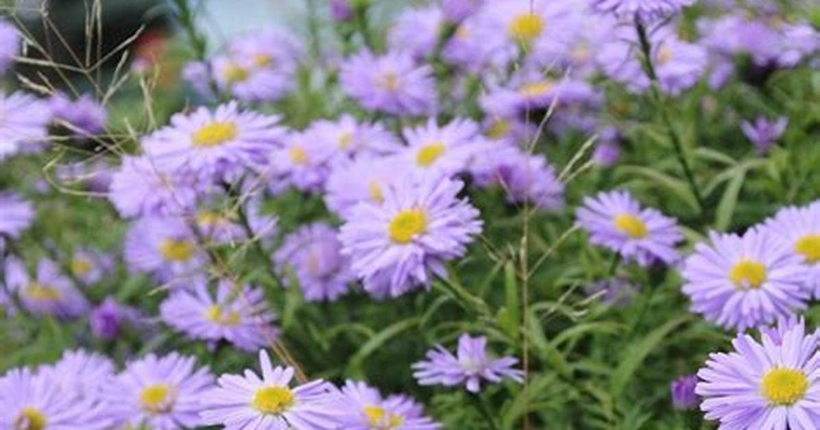 When Do Asters Bloom?