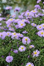 When Do Asters Bloom?