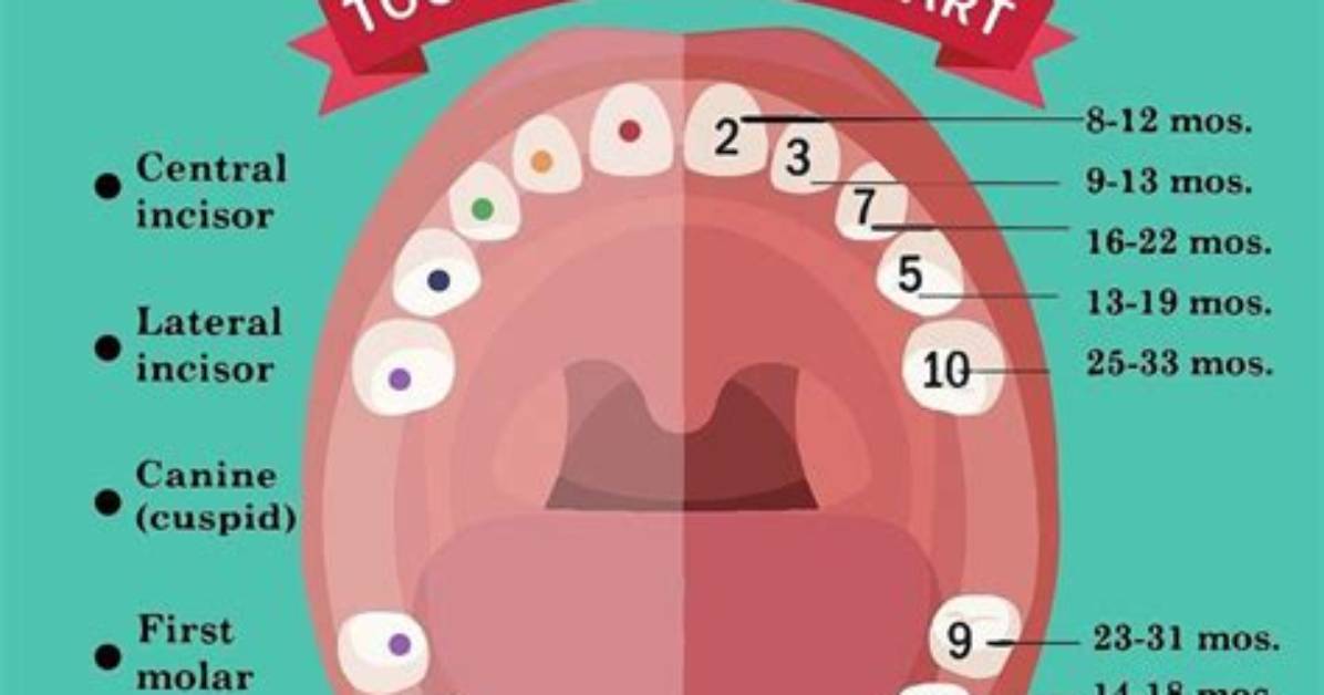 When Do Babies Get Teeth?