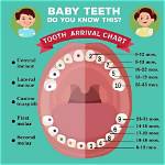 When Do Babies Get Teeth?