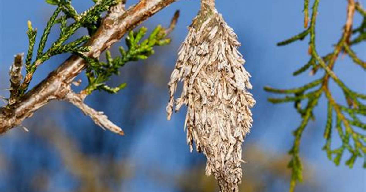 When Do Bagworms Lay Eggs?