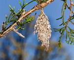 When Do Bagworms Lay Eggs?
