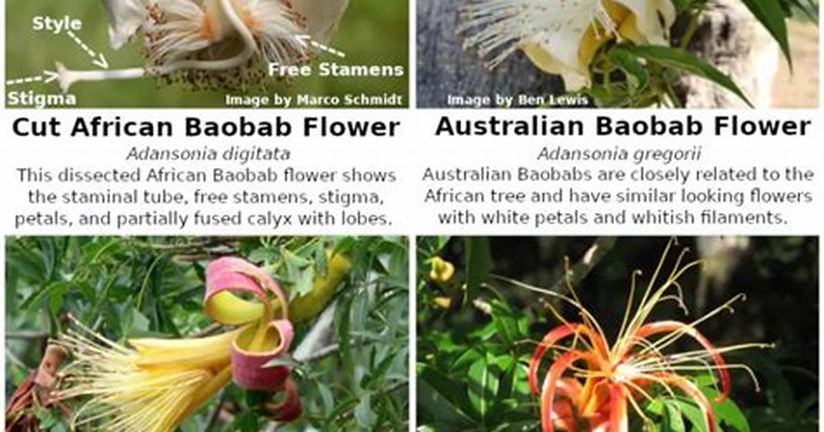 When Do Baobabs Flower?