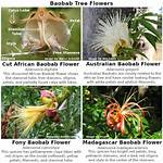 When Do Baobabs Flower?
