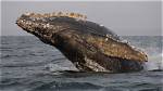 When Do Barnacles Affect Whales?
