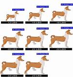 When Do Basenjis Stop Growing?