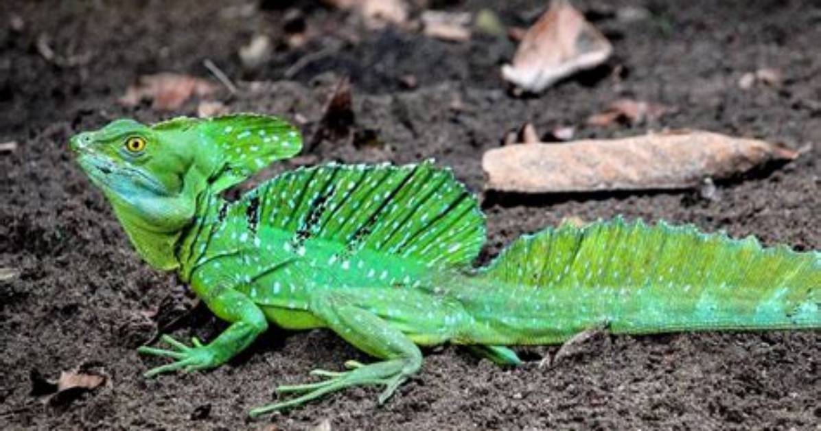 When Do Basilisks Breed?