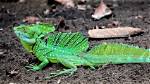 When Do Basilisks Breed?