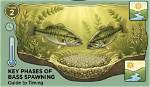 When Do Bass Start Spawning?