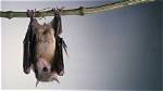 When Do Bats Hang Upside Down?