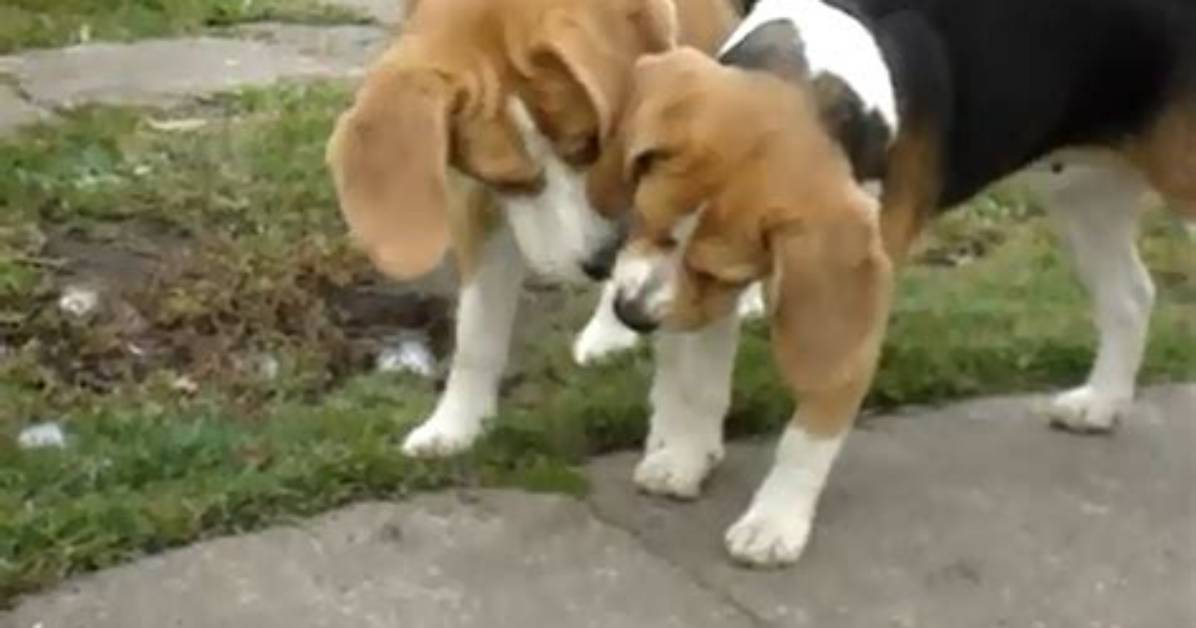 When Do Beagles Start Baying?