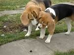 When Do Beagles Start Baying?
