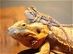 When Do Bearded Dragons Stop Growing?