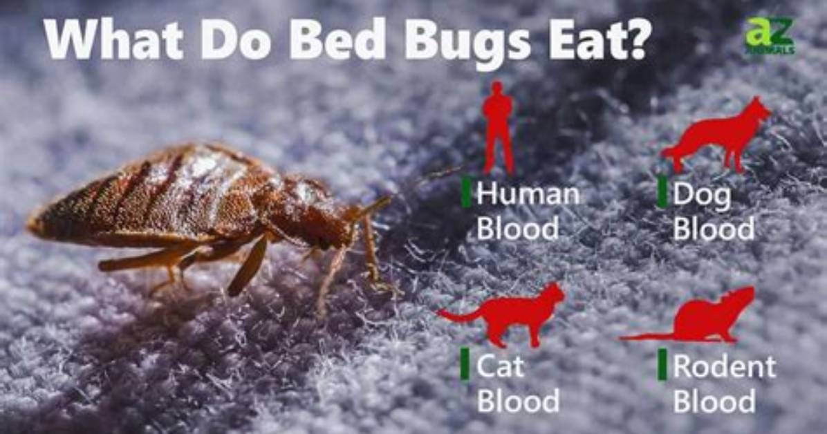 When Do Bed Bugs Feed?