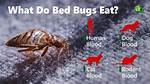 When Do Bed Bugs Feed?
