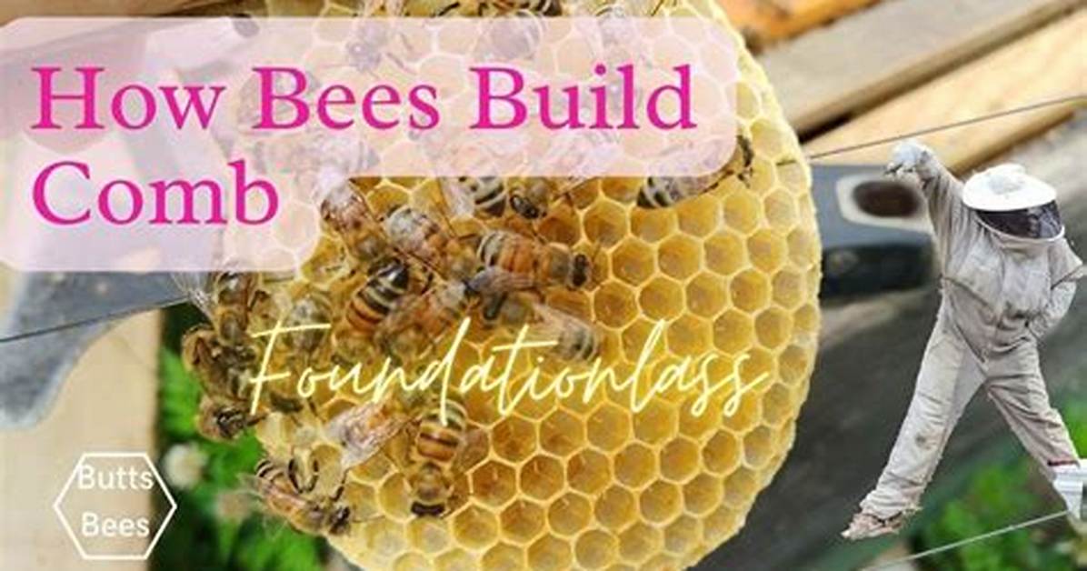 When Do Bees Stop Building Comb?