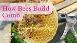 When Do Bees Stop Building Comb?