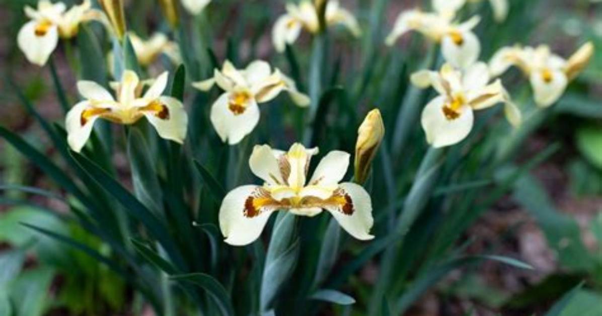 When Do Bicolor Iris Bloom?