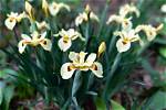 When Do Bicolor Iris Bloom?