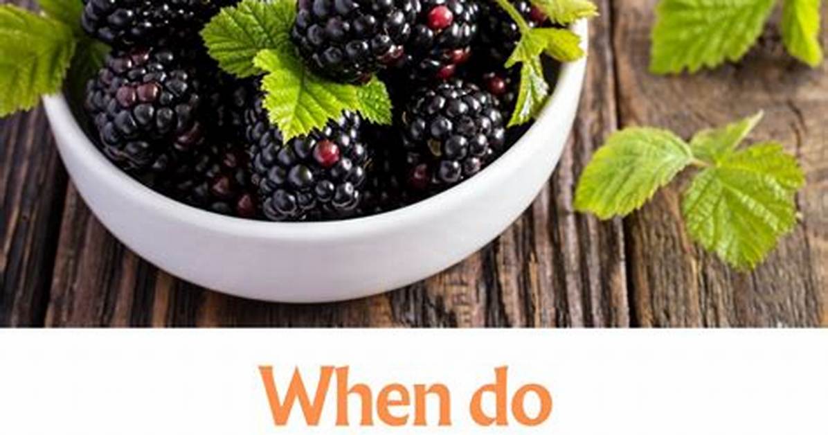 When Do Blackberries Bloom