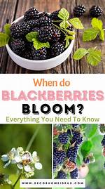 When Do Blackberries Bloom
