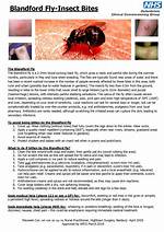 When Do Blandford Flies Bite?