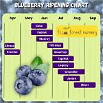 When Do Blueberries Ripen?