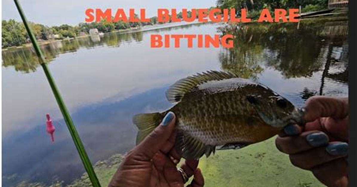 When Do Bluegill Start Biting?