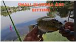 When Do Bluegill Start Biting?