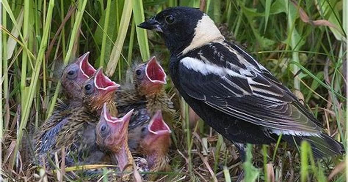 When Do Bobolinks Nest?