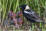 When Do Bobolinks Nest?