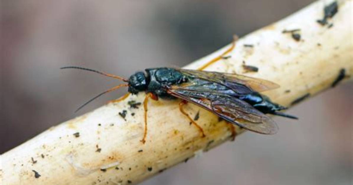 When Do Borer Fly?