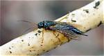 When Do Borer Fly?