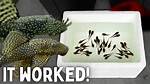 When Do Bristlenose Start Breeding?