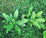When Do Broadleaf Weeds Die?