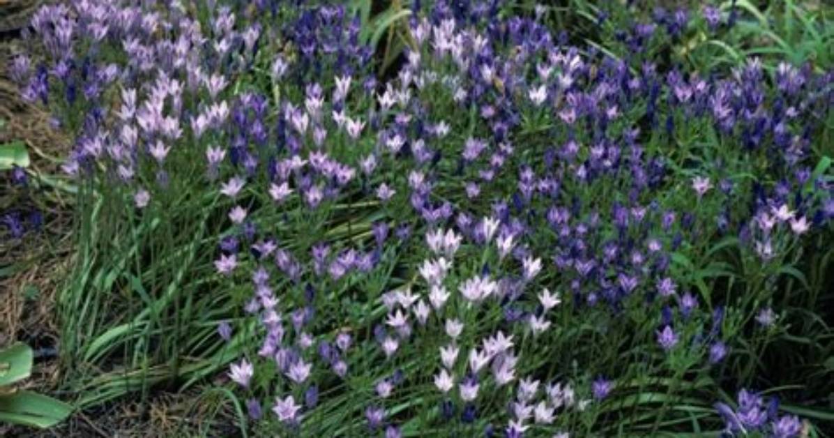 When Do Brodiaea Bloom?