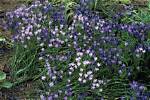 When Do Brodiaea Bloom?