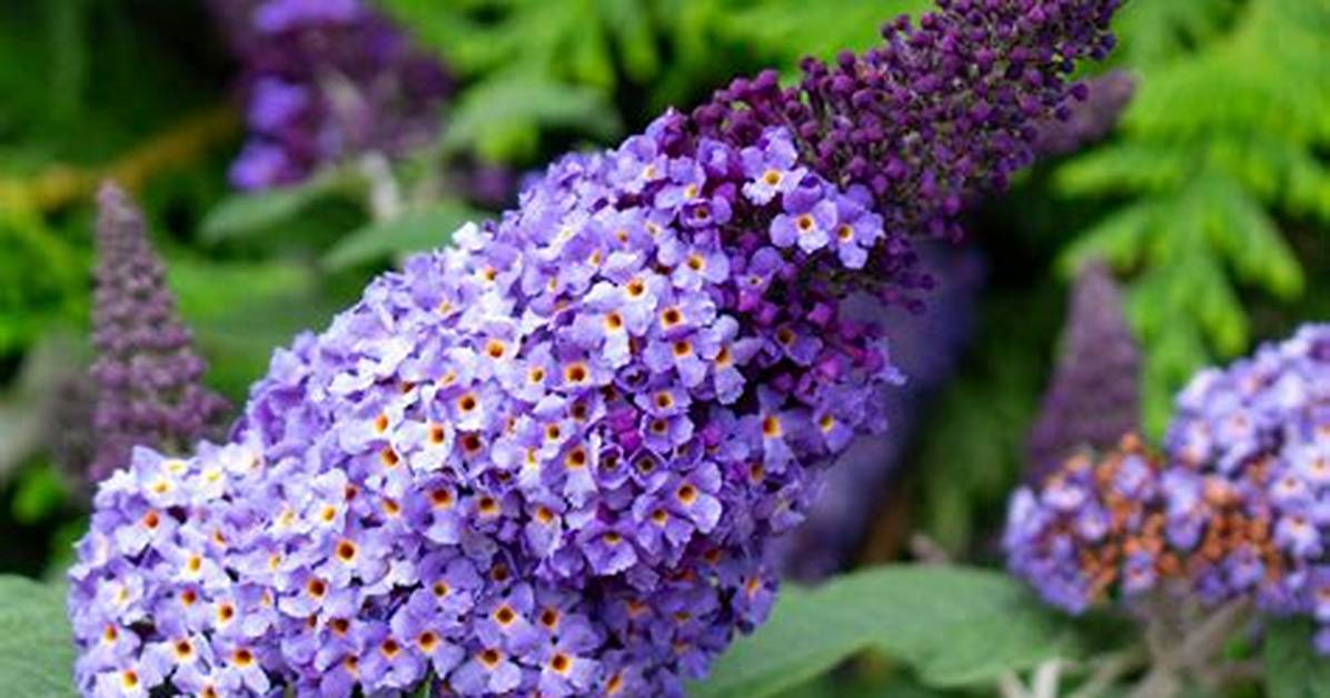 When Do Buddleia Flower?