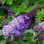 When Do Buddleia Flower?
