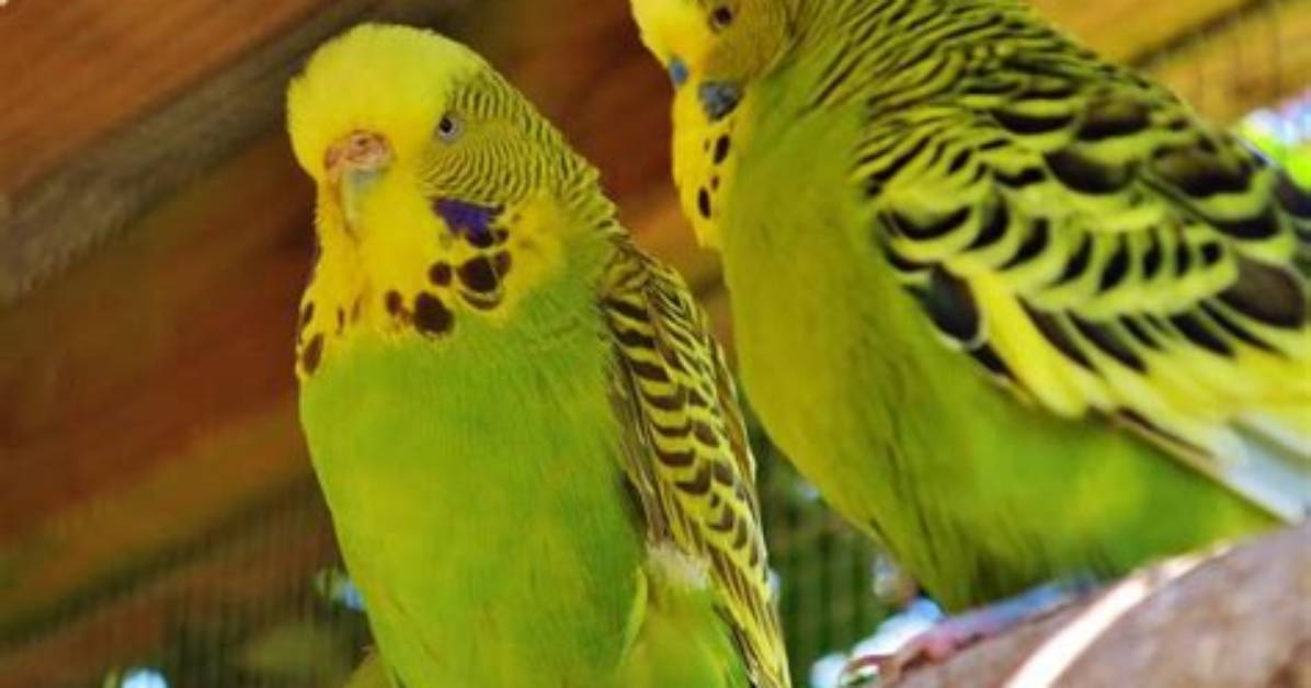 When Do Budgerigars Breed?