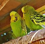 When Do Budgerigars Breed?