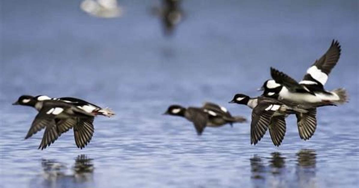 When Do Buffleheads Migrate?
