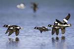When Do Buffleheads Migrate?