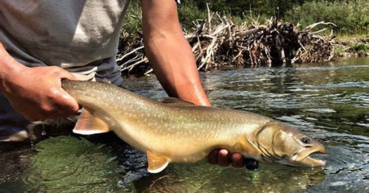 When Do Bull Trout Spawn?