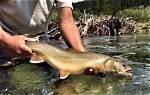 When Do Bull Trout Spawn?