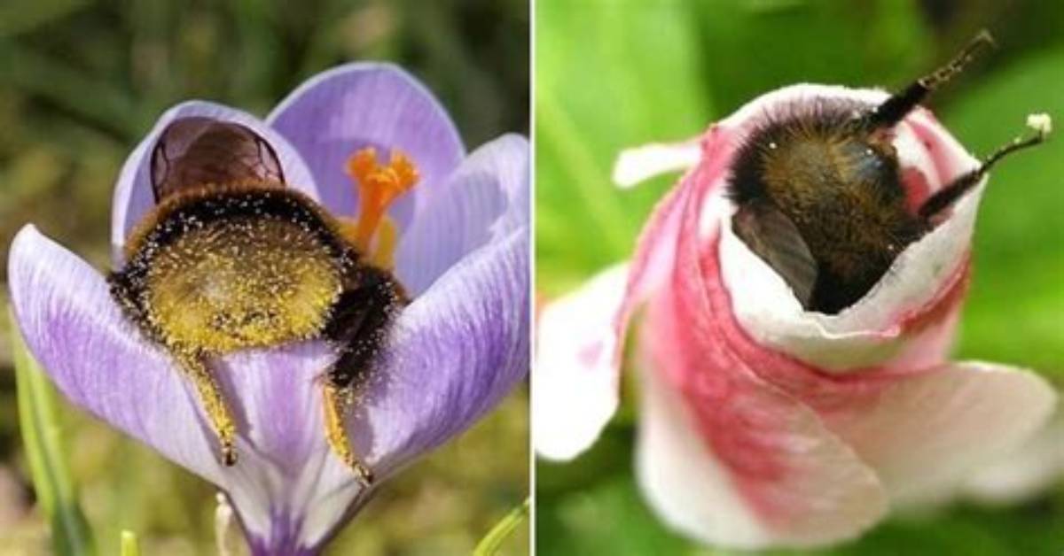 When Do Bumble Bees Sleep?