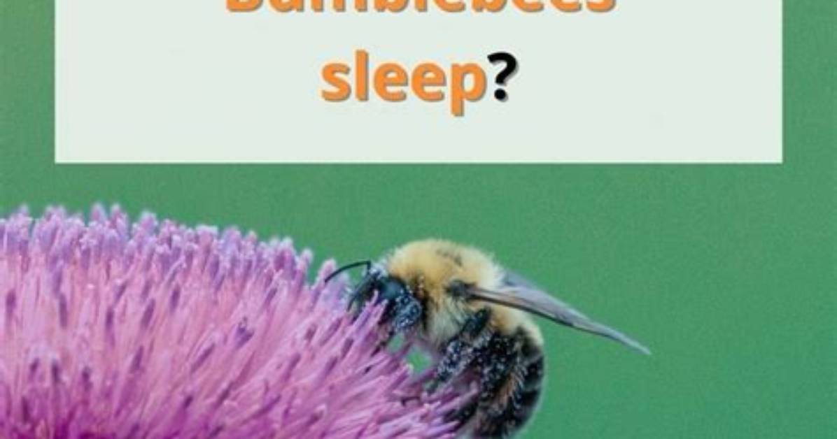 When Do Bumblebees Sleep?