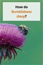 When Do Bumblebees Sleep?