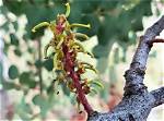 When Do Carob Trees Flower?