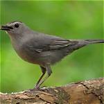 When Do Catbirds Breed?